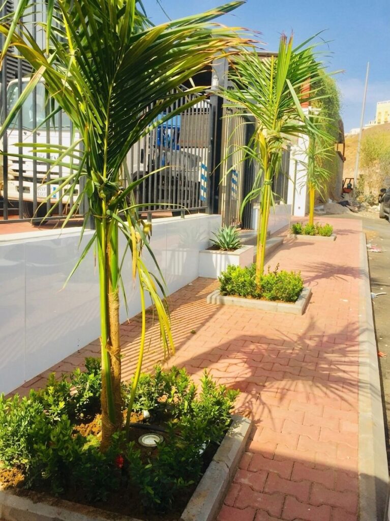 زراعة نخل النرجين بجدة