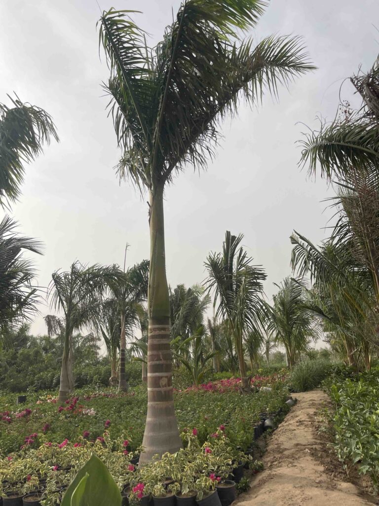 نخل ملكي بأقل التكاليف بجدة